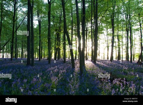 Ashridge Woods Bluebells - Buckinghamshire Stock Photo - Alamy