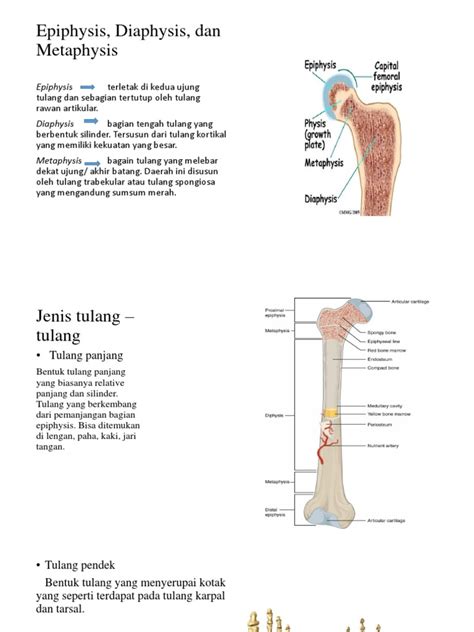 3 Epiphysis Diaphysis Dan Metaphysis