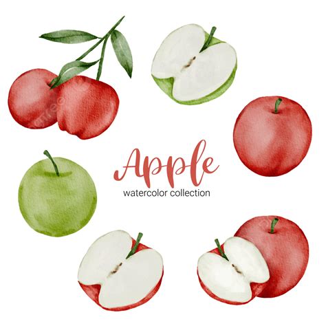 Green Apple Fruit Vector Hd Images Apple In Fruit Watercolor