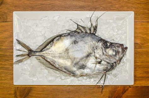 John Dory Everything You Need To Know Harbor Fish Market