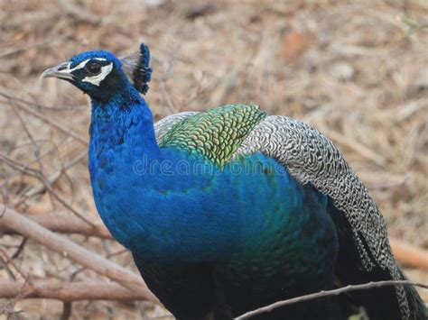 Peacock Closeup Shot in Natural Habitat Stock Photo - Image of parrot ...