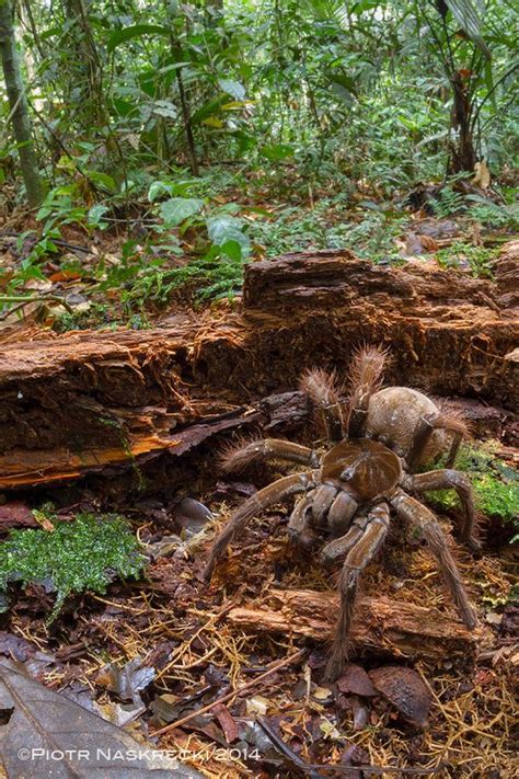 Goliath Birdeater: Images of a Colossal Spider | Live Science