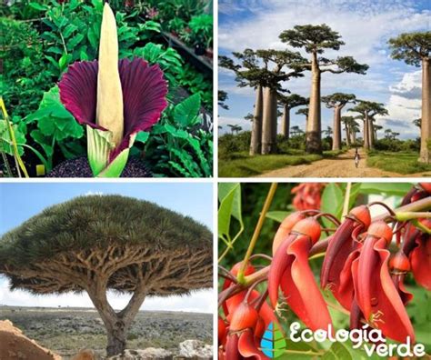 20 plantas en peligro de extinción y sus causas Con fotos