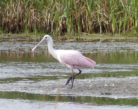 Spoonbill Roseate Spoonbill Platalea Ajaja Finishing U Flickr