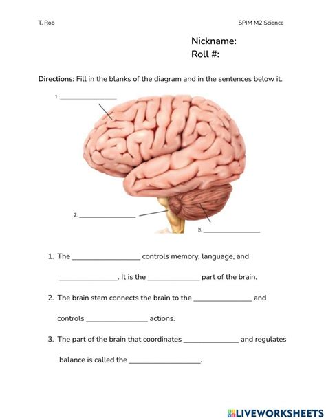 Free Label The Parts Of The Brain Worksheet Download Free Label The Parts Of The Brain