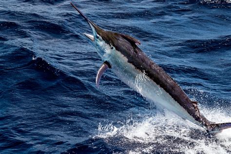 Big Betty - giant black marlin | KellDallFall