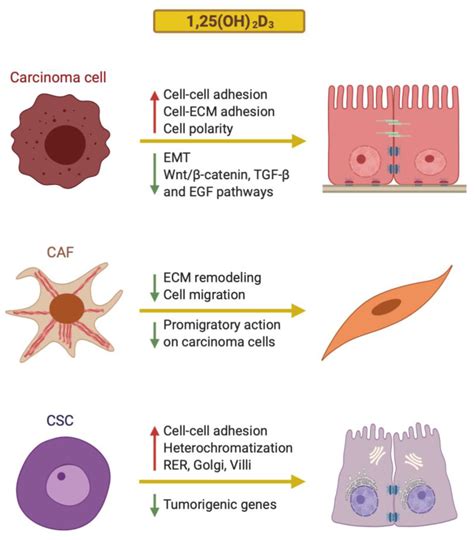 Cancers Free Full Text Vitamin D Effects On Cell Differentiation