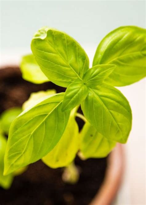 Plantas Medicinales Que Podemos Cultivar En Casa Pur Plant