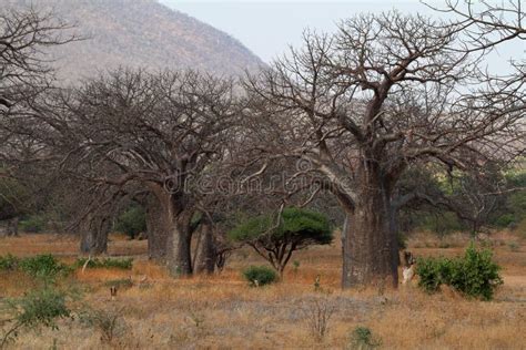 Baobab trees in Africa stock photo. Image of baobab - 137598952