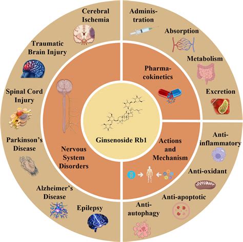 Frontiers Progress Of Ginsenoside Rb In Neurological Disorders