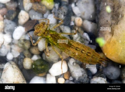 Blue Green Darner Southern Aeshna Southern Hawker Aeshna Cyanea