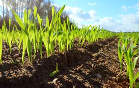 Report Tackles Role of Biotech Crops in Soil Conservation- Crop Biotech ...