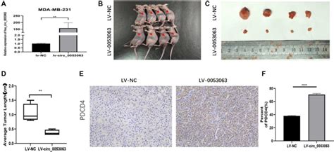 Hsa Circ Inhibits Bc Tumor Growth In Vivo A Hsa Circ