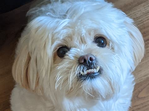 Are Shih Tzus Supposed To Have A Underbite