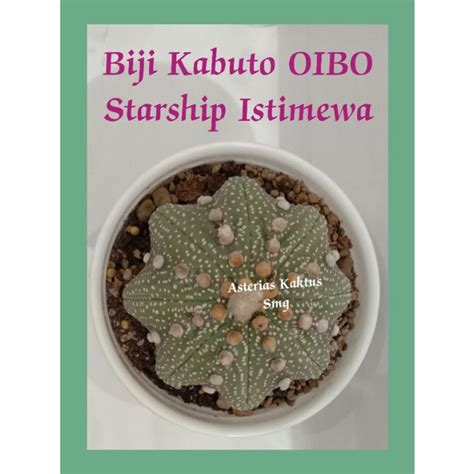 Biji Kaktus Astro Astrophytum Kabuto Oibo Starship Istimewa Shopee