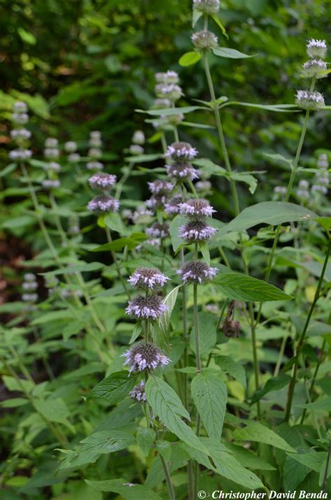 Blephilia hirsuta | Illinois Botanizer
