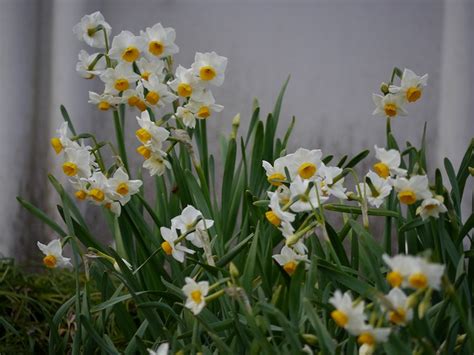 梅屋敷公園のスイセン 綺麗な風景を求めて