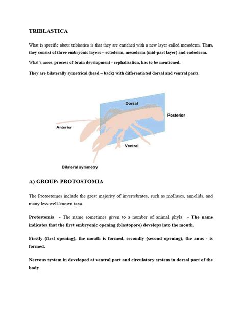 TRIBLASTICA | PDF | Mollusca | Anatomy