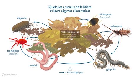 La Transformation De La Matiere Organique Dans Le Sol Eme Evaluation