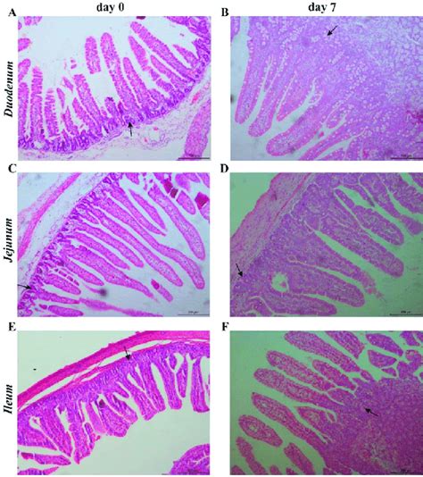 The Small Intestinal Morphology In D 0 And 7 Piglets Representative