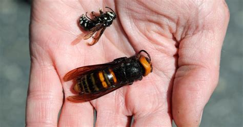 1st Live ‘murder Hornet Of 2021 Spotted Near Canada Us Border Globalnewsca