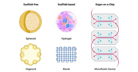 Schematic Of Scaffold Free Scaffold Based And Organ On A Chip Systems