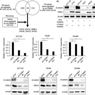 Identification Of Vsnl As A Novel Wnt Catenin Target Gene In Crc