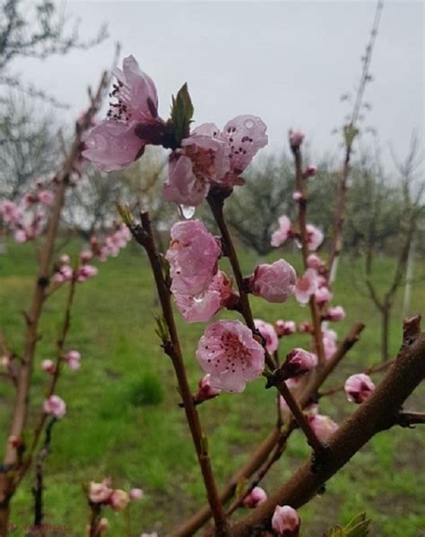 Meteo Un Nou Cod Galben De Nghe Uri Emis De Shs