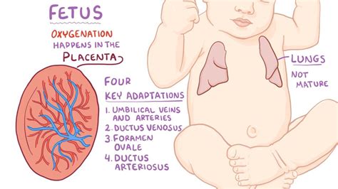 Fetal Circulation Before And After Birth Labxchange