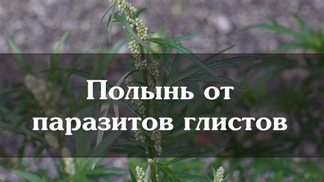 Полынь от паразитов глистов - YouTube