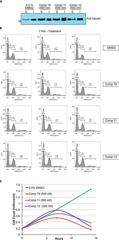 Tubulin inhibitors cause defective cell cycle progression and inhibit ...