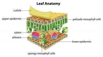 Function Of Cuticle In Plants