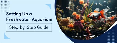 Setting Up A Fish Tank Step Guide For Beginners