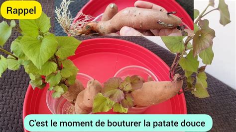 Comment Faire Pousser La Patate Douce Youtube