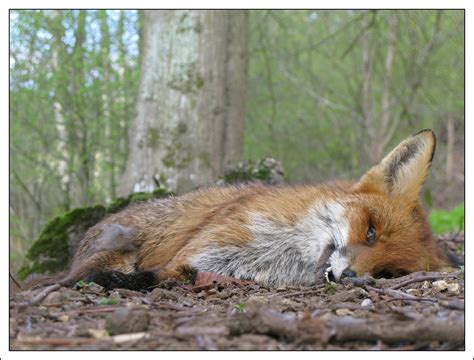 A Dead Fox Stanton Gloucestershire We Discovered This Mo Flickr