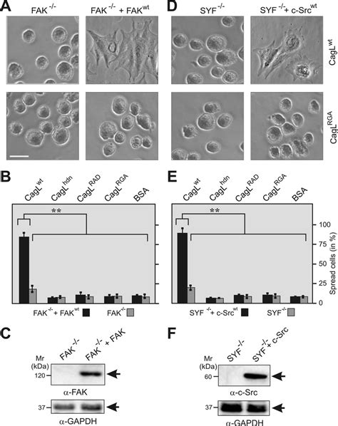 Eukaryotic Cell Spreading Induced By Immobilized CagL Requires The