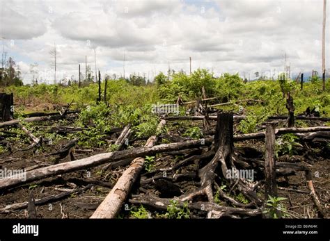 Illegal Deforestation In Indonesia Stock Photo Alamy