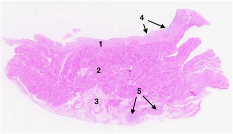 Histology at SIU