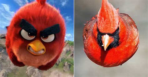 Птица из Angry Birds реально существует, и она еще более отчаянная и ...