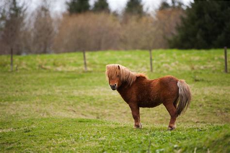 How to Feed your Pony [8-Step Nutrition Guide] | Mad Barn