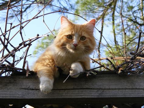 Gato é Carnivoro Ou Onivoro