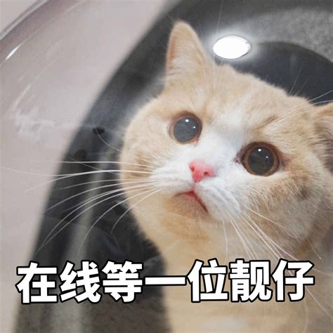 猫咪表情包 可爱 高清图片，堆糖，美图壁纸兴趣社区