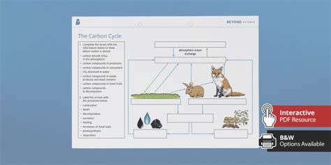 Ks3 Carbon Cycle Homework Worksheet Worksheet