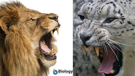 Interspecific competition Definition and Examples - Biology Online Dictionary