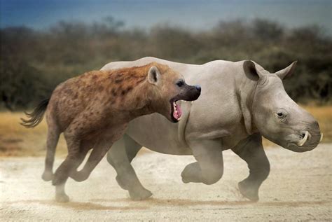 A female Chilotherium barely avoids the attack of Dinocrocuta. (by ...