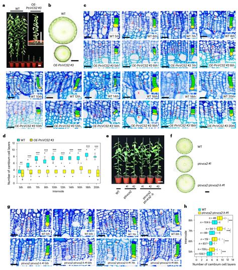 科学网—nature Plants：杨树维管形成层活性的表观遗传与转录协同调控机制 郝兆东的博文