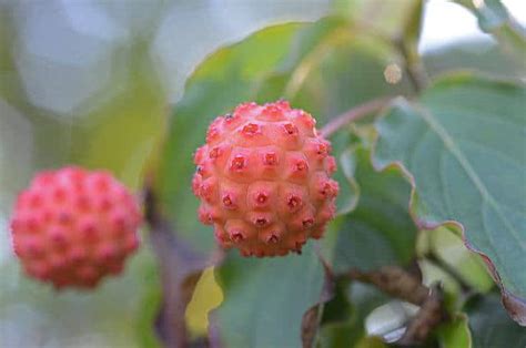 Dogwood Tree - Beautiful Flowers, Unique Fruits - Eat The Planet