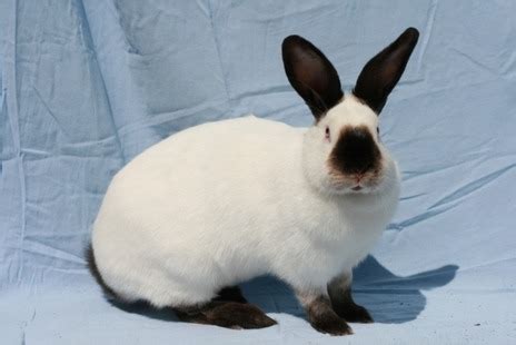 Rabbit Breeds Flashcards | Quizlet