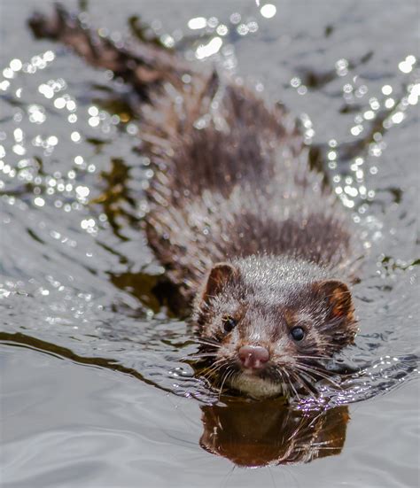 Swimming Wild Mink Talk Photography