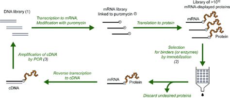 Selection And Evolution Of Proteins By Mrna Display The Procedure